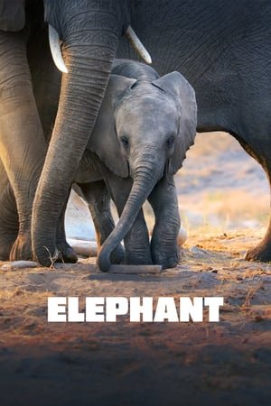 სპილო Elephant
